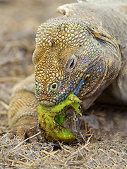 Image showing Galapagos land iguana