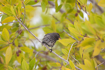 Image showing A Galapagos finch