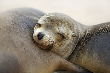 Image showing Young Sea Lion