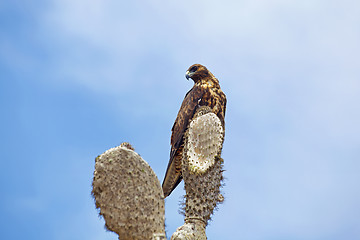 Image showing Galapagos Hawk on Santa Fe