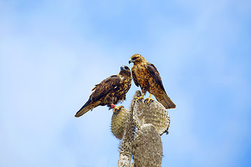 Image showing Galapagos Hawks on Santa Fe