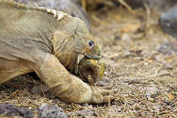 Image showing Galapagos land iguana