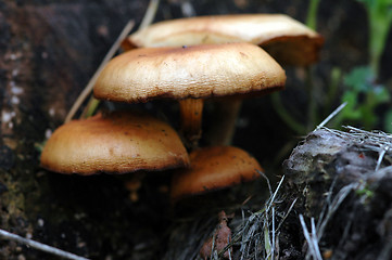 Image showing Mushroom