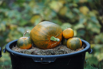 Image showing Pumpkins