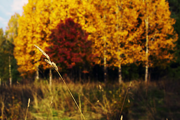 Image showing Autumn landscape