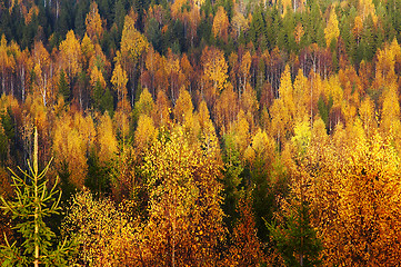 Image showing Autumn forest