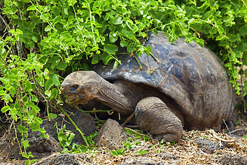 Image showing A Galapagos tortoise