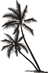 Image showing Palm