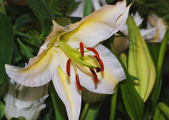 Image showing White lilly
