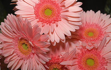 Image showing chrysanthemum