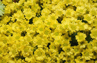 Image showing chrysanthemum