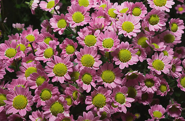 Image showing chrysanthemum