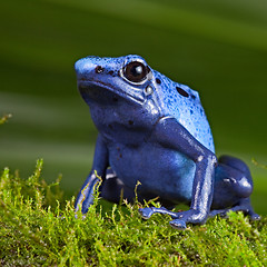 Image showing blue poison dart frog