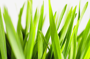 Image showing Barley seedlings