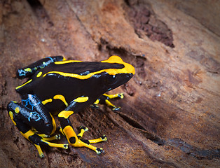 Image showing orange and black poison dart frog