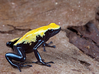 Image showing yellow and black poison dart frog