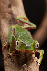 Image showing frog with big eyes