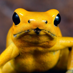 Image showing Poison dart frog