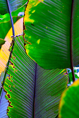 Image showing tropical banana leaf detail green texture background