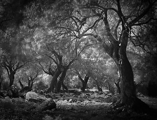 Image showing mysterious dark forest