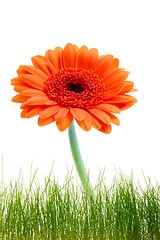 Image showing isolated flower background