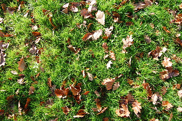 Image showing grass texture with leaves in autumn