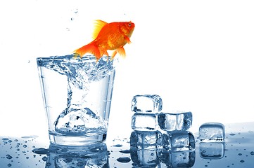 Image showing goldfish in glass water