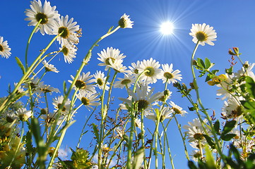 Image showing daisy flower under blue sky