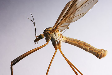 Image showing Crane fly