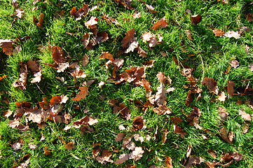 Image showing grass texture with leaves in autumn