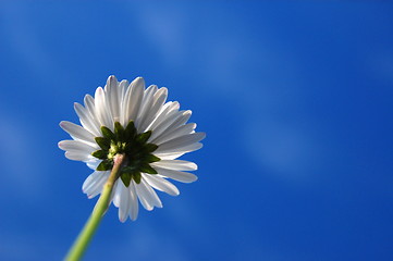 Image showing daisy under blue sky