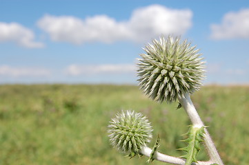 Image showing summer scene