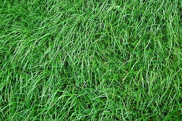 Image showing grass texture