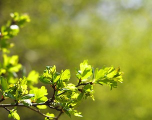 Image showing green spring leaves