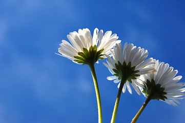 Image showing daisy under blue sky