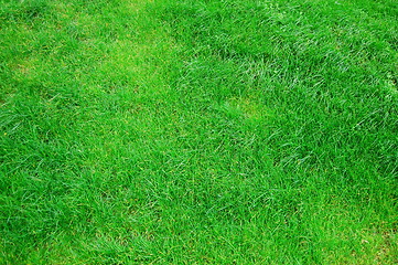 Image showing grass texture