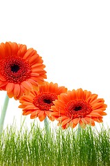 Image showing isolated flower background