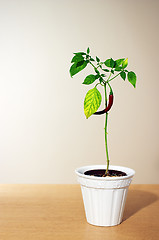 Image showing Chili plant
