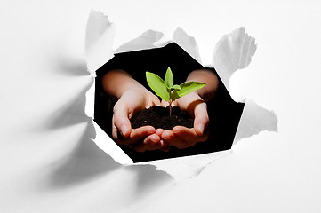 Image showing hole in paper and plant in hands