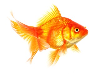 Image showing goldfish