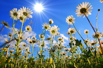 Image showing daisy flower from below with blue sky