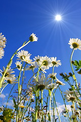 Image showing daisy flower under blue sky