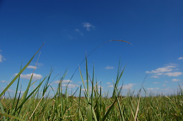 Image showing summer scene