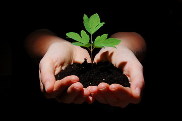 Image showing young plant with soil in hands