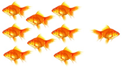 Image showing individual goldfish