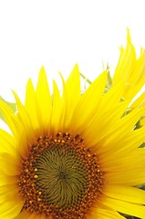 Image showing sunflower