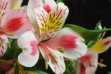 Image showing lily