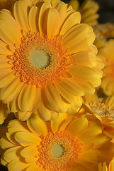 Image showing chrysanthemum flower