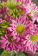 Image showing chrysanthemum flower