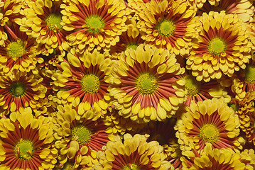 Image showing chrysanthemum flower